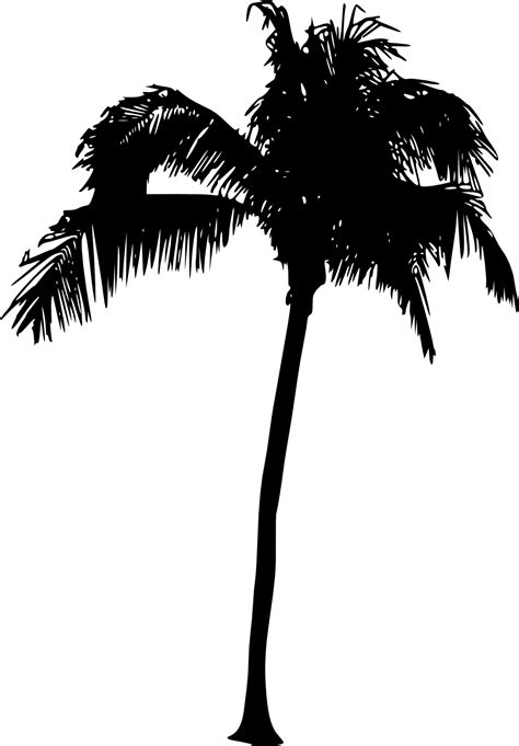 palm tree silhouette|palm tree silhouette transparent background.